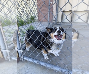 Pembroke Welsh Corgi Dogs for adoption in Rock Springs, WY, USA