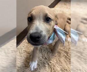 American Pit Bull Terrier-Unknown Mix Dogs for adoption in Tulsa, OK, USA