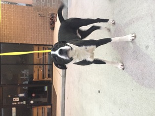 Border Collie-Unknown Mix Dogs for adoption in Grayson, KY, USA