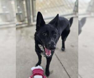 Border Collie-Unknown Mix Dogs for adoption in Plover, WI, USA