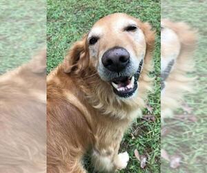 Golden Retriever Dogs for adoption in Mobile, AL, USA