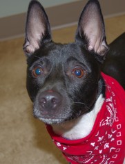 Rat Terrier Dogs for adoption in Longview, WA, USA