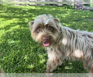 Havanese-Unknown Mix Dogs for adoption in Visalia, CA, USA