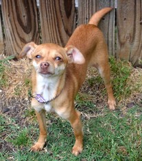 Medium Photo #1 Chihuahua Puppy For Sale in Rockaway, NJ, USA