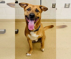 German Shepherd Dog-Unknown Mix Dogs for adoption in Derwood, MD, USA