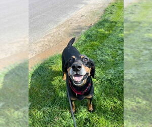 Doberman Pinscher-Unknown Mix Dogs for adoption in Holland, MI, USA