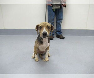 Beagle-Unknown Mix Dogs for adoption in Louisville, KY, USA