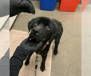 Labrador Retriever Dogs for adoption in Berkeley , CA, USA
