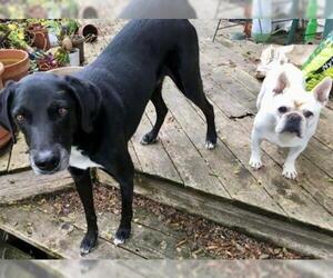 French Bulldog Dogs for adoption in Lincoln, NE, USA