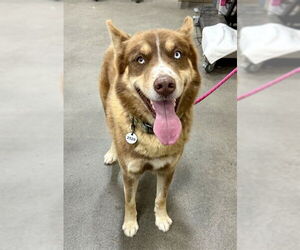 Siberian Husky Dogs for adoption in Forestville, MD, USA