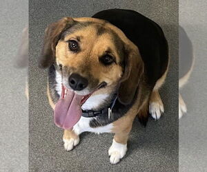 Beagle-Unknown Mix Dogs for adoption in Glen Allen, VA, USA
