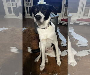 Border Collie-Unknown Mix Dogs for adoption in Rockaway, NJ, USA