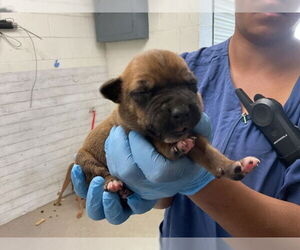 American Pit Bull Terrier-Unknown Mix Dogs for adoption in San Bernardino, CA, USA