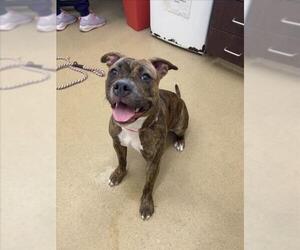 American Pit Bull Terrier Dogs for adoption in Derwood, MD, USA