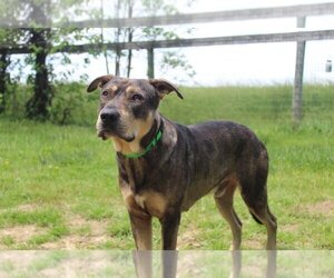 Sheprador Dogs for adoption in Chestertown, MD, USA