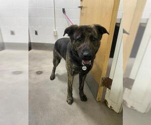 German Shepherd Dog-Unknown Mix Dogs for adoption in Forestville, MD, USA
