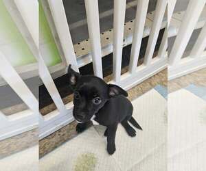 Chihuahua-Unknown Mix Dogs for adoption in Woodbury, NY, USA