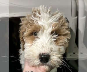 Goldendoodle Dogs for adoption in Studio City, CA, USA