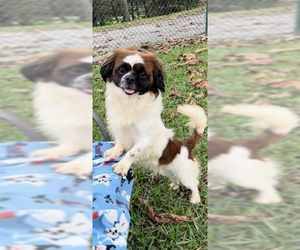 Pekingese Dogs for adoption in Weston, FL, USA