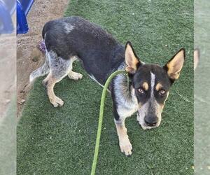 Mutt Dogs for adoption in HESPERIA, CA, USA