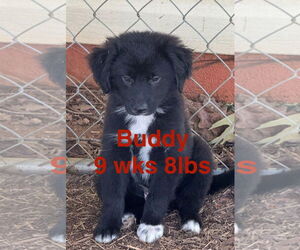 Australian Shepherd-Unknown Mix Dogs for adoption in Brooksville, FL, USA