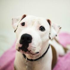 American Staffordshire Terrier Dogs for adoption in Woodside, NY, USA