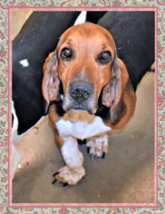 Basset Hound Dogs for adoption in San Jacinto, CA, USA
