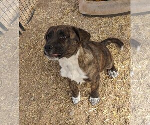 American Staffordshire Terrier-Mastiff Mix Dogs for adoption in Golden Valley, AZ, USA