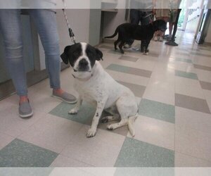 Mutt Dogs for adoption in Oklahoma City, OK, USA