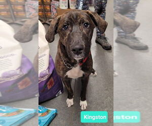 American Pit Bull Terrier-Unknown Mix Dogs for adoption in Richmond, IN, USA