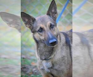 German Shepherd Dog Dogs for adoption in Tarboro, NC, USA