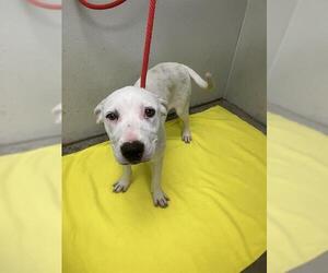 Labrador Retriever Dogs for adoption in Rosenberg, TX, USA