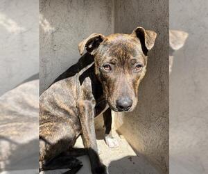 American Pit Bull Terrier-Unknown Mix Dogs for adoption in Oklahoma City, OK, USA