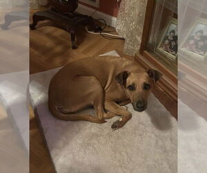 Labrador Retriever-Unknown Mix Dogs for adoption in Stanhope, NJ, USA