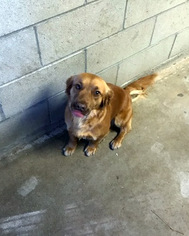 Basset Retriever Dogs for adoption in San Diego, CA, USA