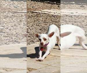Chihuahua-Unknown Mix Dogs for adoption in Tempe , AZ, USA