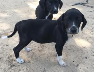 Labradinger Dogs for adoption in Leesville, SC, USA
