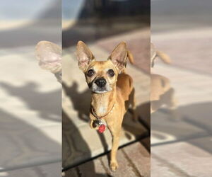 Chihuahua Dogs for adoption in Phoenix, AZ, USA