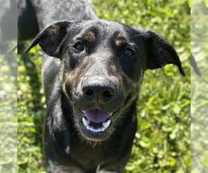 Labrador Retriever-Unknown Mix Dogs for adoption in Jefferson, WI, USA