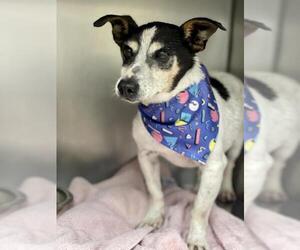 Rat Terrier Dogs for adoption in Warwick, RI, USA