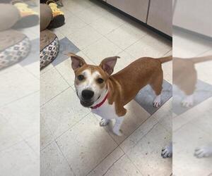 Dachshund-Unknown Mix Dogs for adoption in Brewster, MA, USA