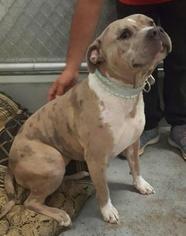 American Bulldog Dogs for adoption in Lemoore, CA, USA