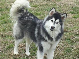 Alaskan Malamute Dogs for adoption in Memphis, TN, USA