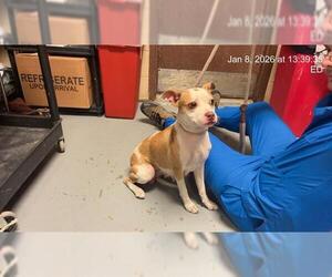 Unknown-Whippet Mix Dogs for adoption in Ocala, FL, USA