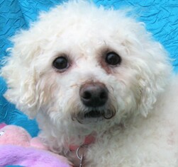 Bichon Frise Dogs for adoption in Cuba, NY, USA