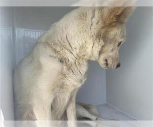 Siberian Husky-Unknown Mix Dogs for adoption in Houston, TX, USA