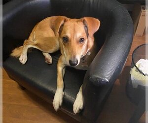 Shiba Inu Dogs for adoption in Menifee, CA, USA