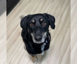 Labrador Retriever-Unknown Mix Dogs for adoption in Fargo, ND, USA
