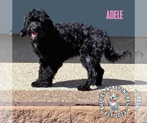 Poodle (Miniature) Dogs for adoption in Omaha, NE, USA