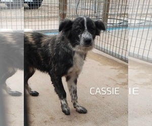 Australian Shepherd-Unknown Mix Dogs for adoption in Grafton, WI, USA